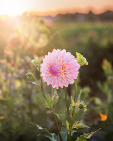 Dahlia Coralie Tube Sale