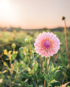 Dahlia Coralie Tube Sale