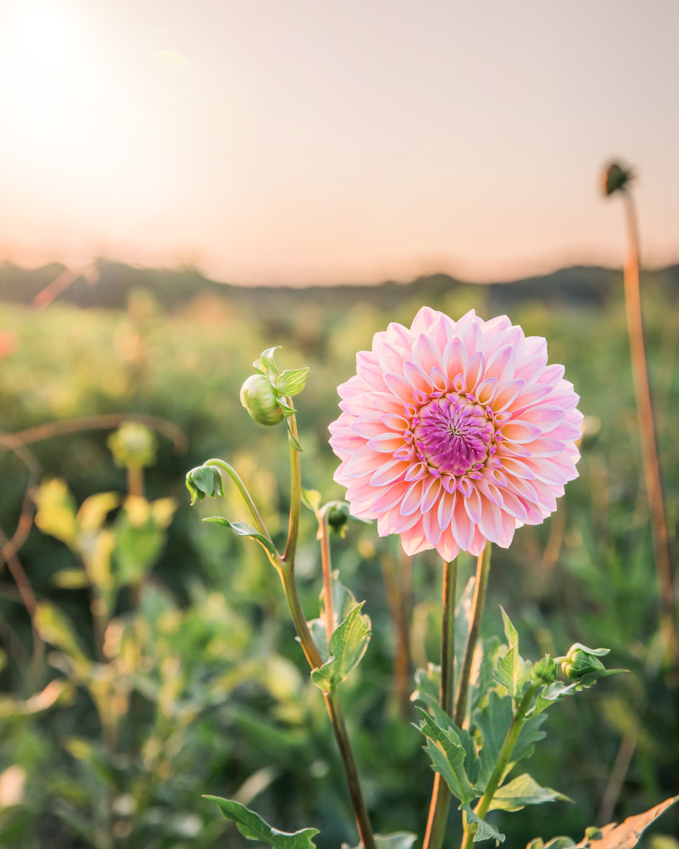 Dahlia Coralie Tube Sale