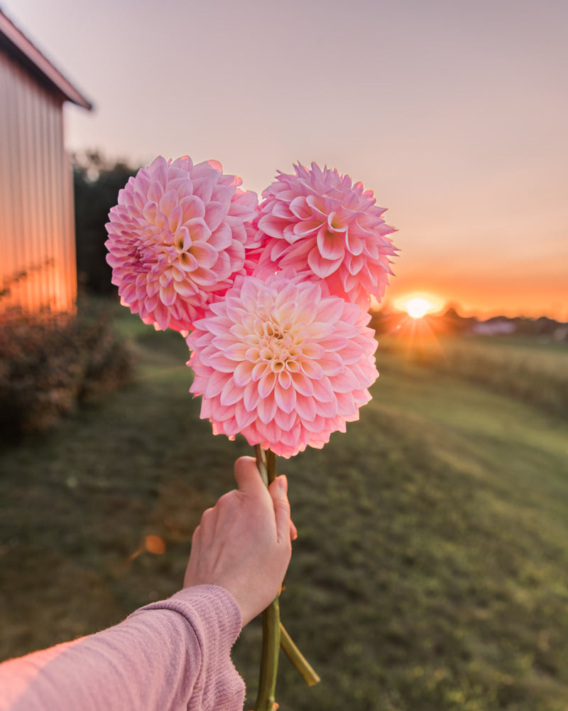 Dahlia Coralie Tube Sale