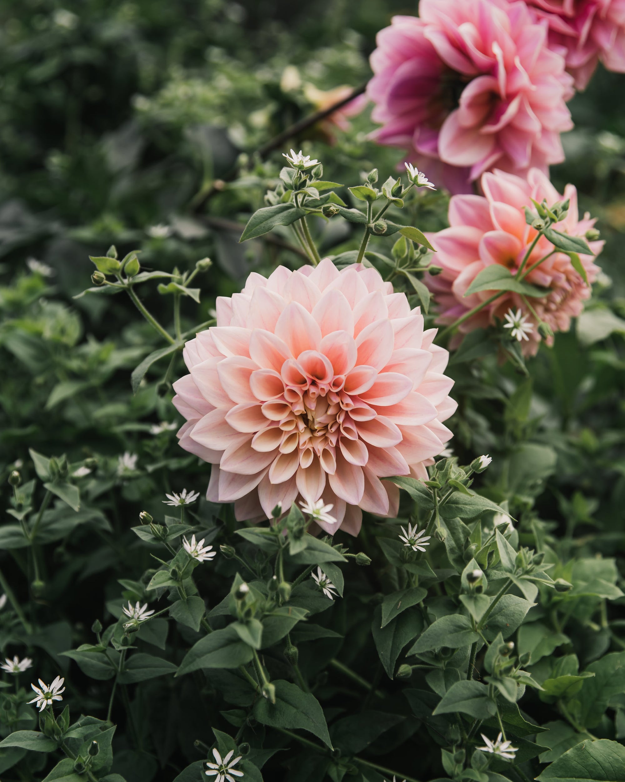 Dahlia Coralie Tube Sale
