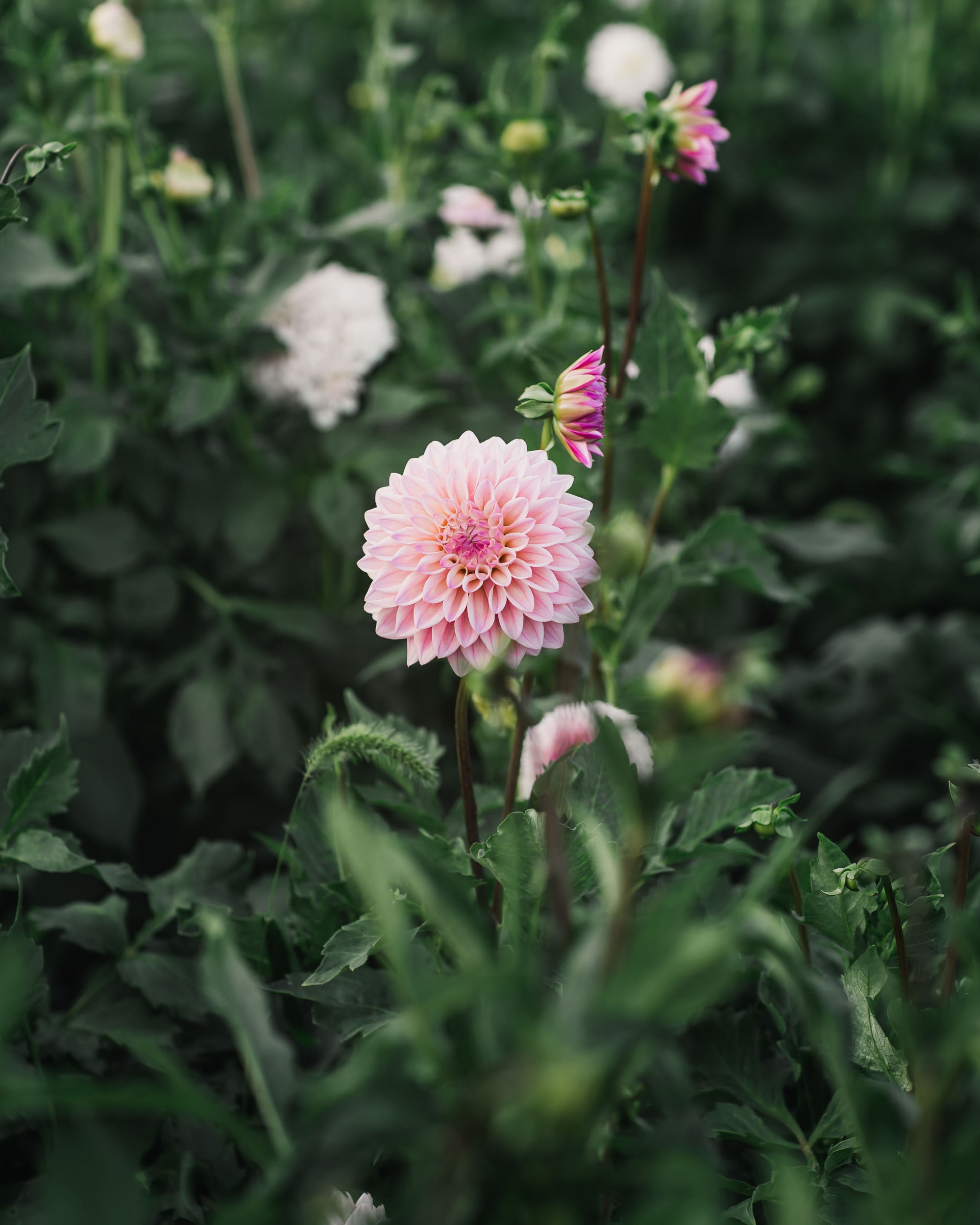 Dahlia Coralie Tube Sale