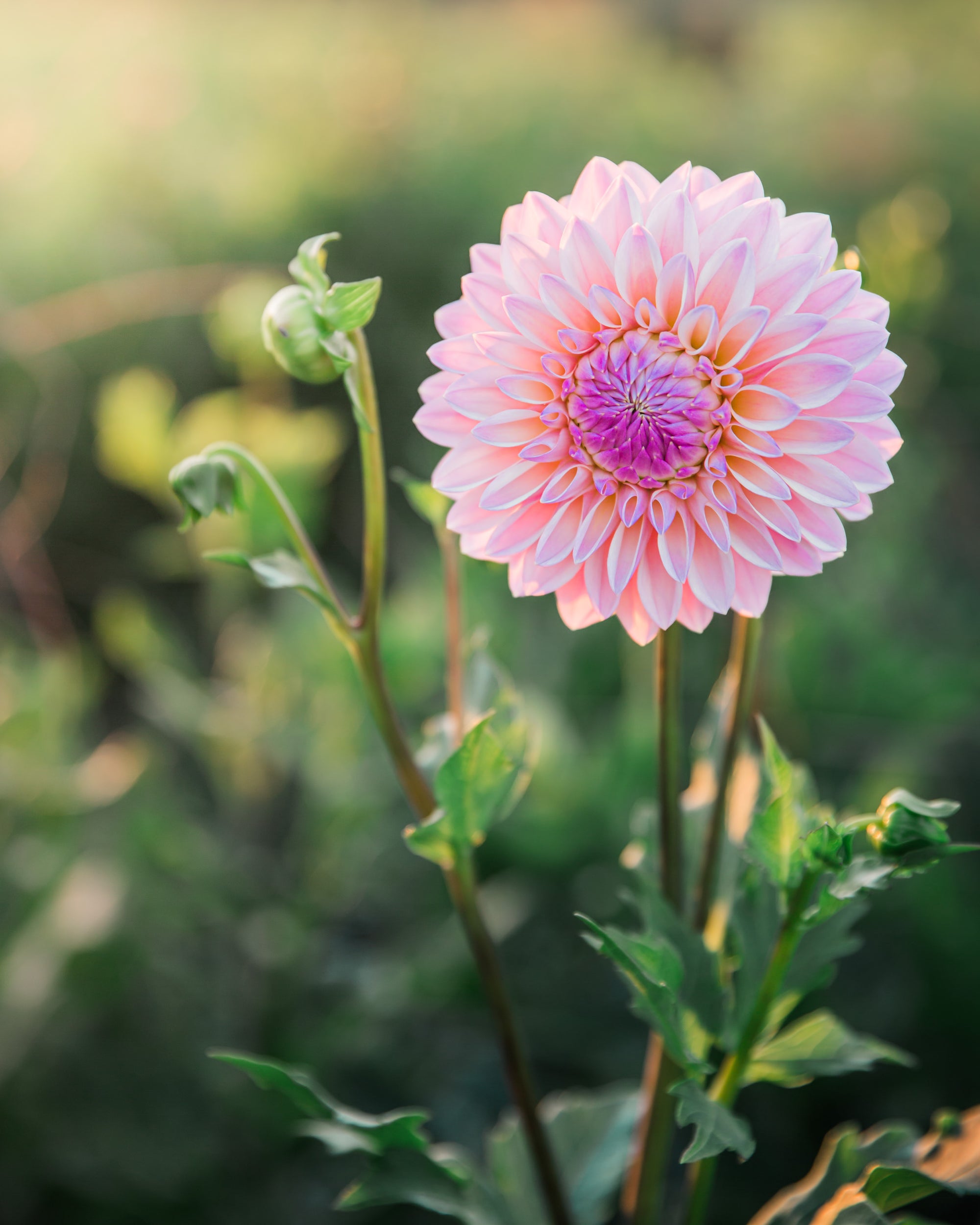 Dahlia Coralie Tube Sale