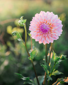 Dahlia Coralie Tube Sale
