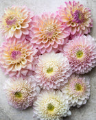 Dahlia Coralie