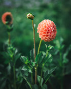 Dahlia Tuber Sale Cornel Bronze