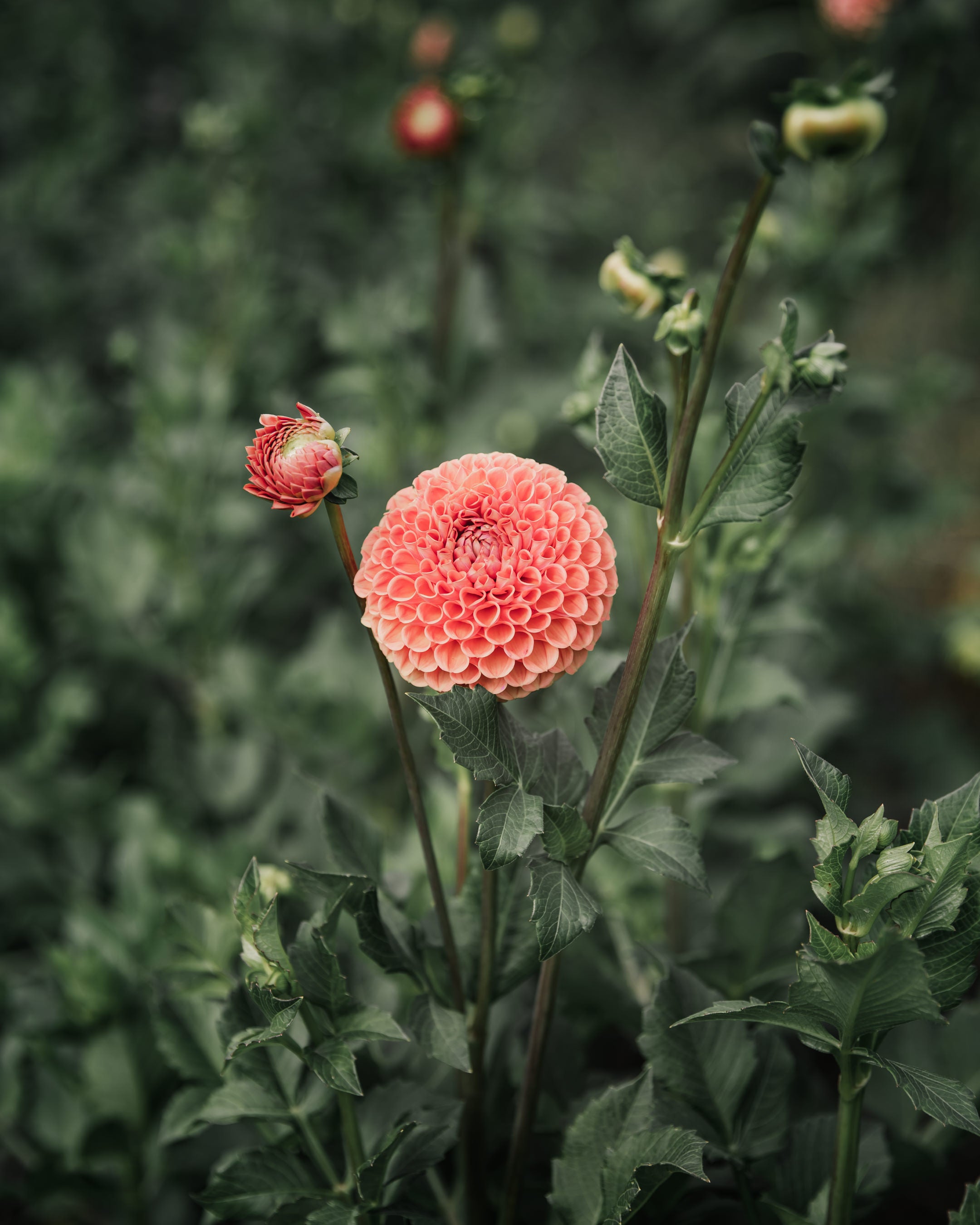 Dahlia Tuber Sale Cornel Bronze