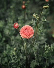 Dahlia Tuber Sale Cornel Bronze