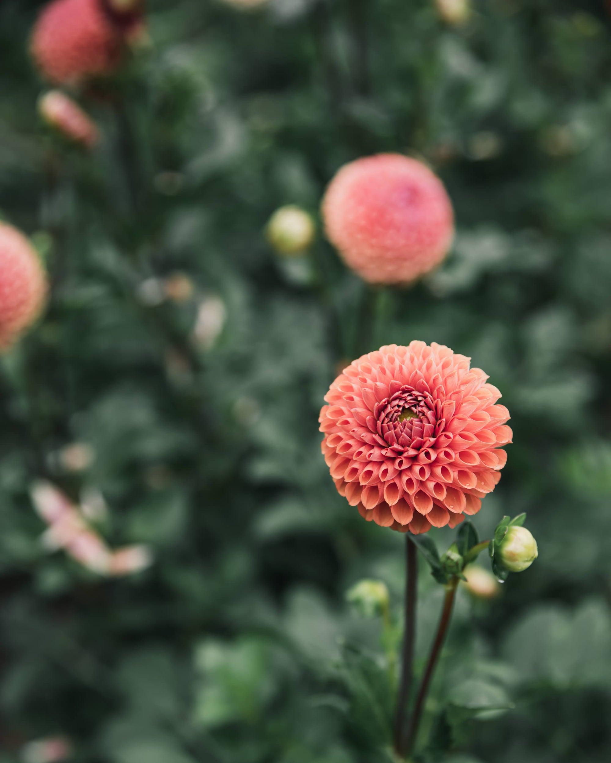 Dahlia Cornel Bronze (LIMIT 1)
