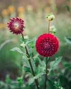 Dahlia Tuber Sale Cornel