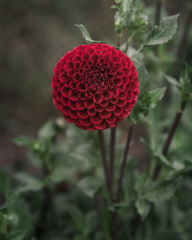 Dahlia Tuber Sale Cornel