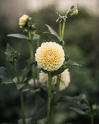 Dahlia Tuber Sale Creamy