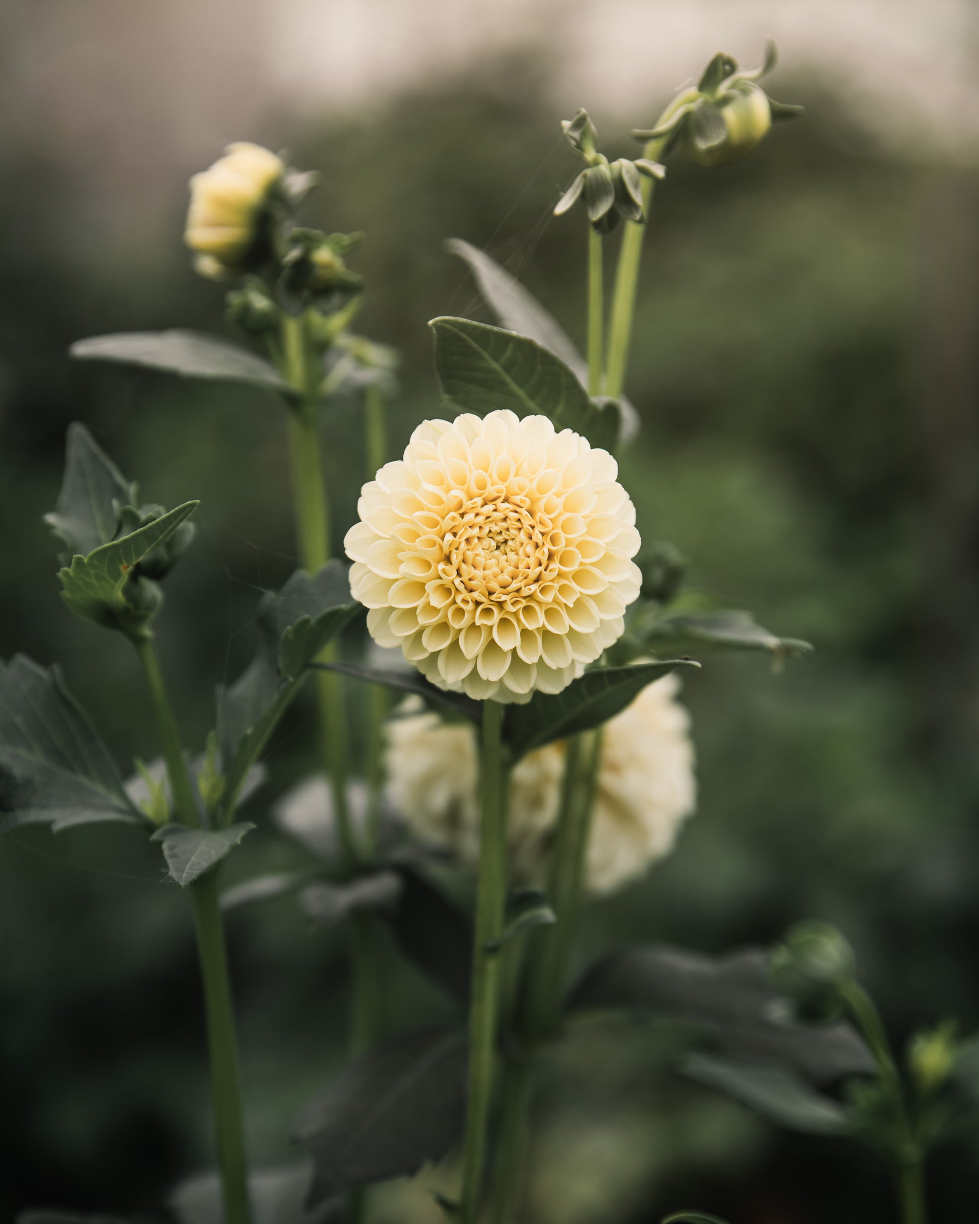 Dahlia Tuber Sale Creamy