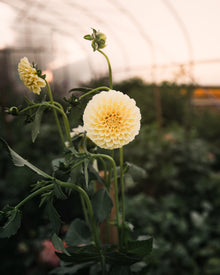 Dahlia Tuber Creamy