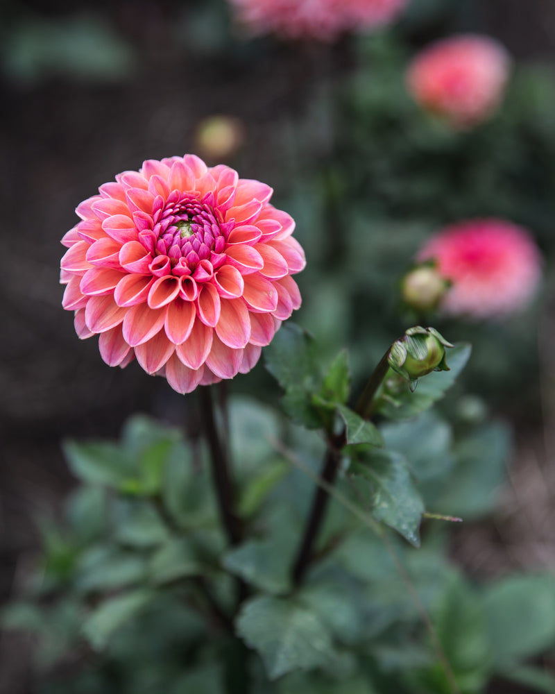 Dahlia Tuber Sale Daisy Duke