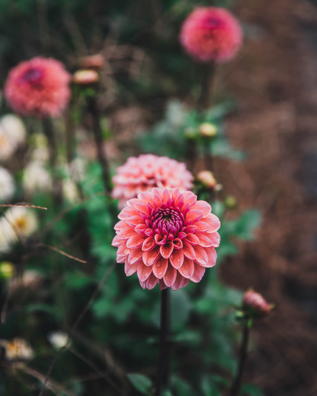 Dahlia Tuber Sale Daisy Duke