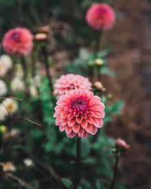 Dahlia Tuber Sale Daisy Duke