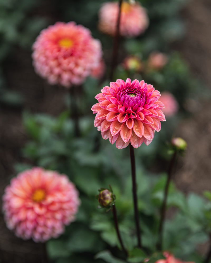 Dahlia Tuber Sale Daisy Duke