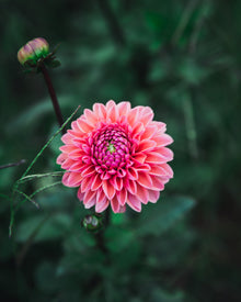 Dahlia Tuber Sale Daisy Duke