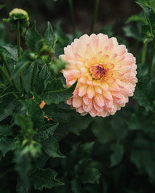 Dahlia Tuber Sale Gabrielle Marie