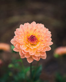 Dahlia Tuber Sale Gabrielle Marie