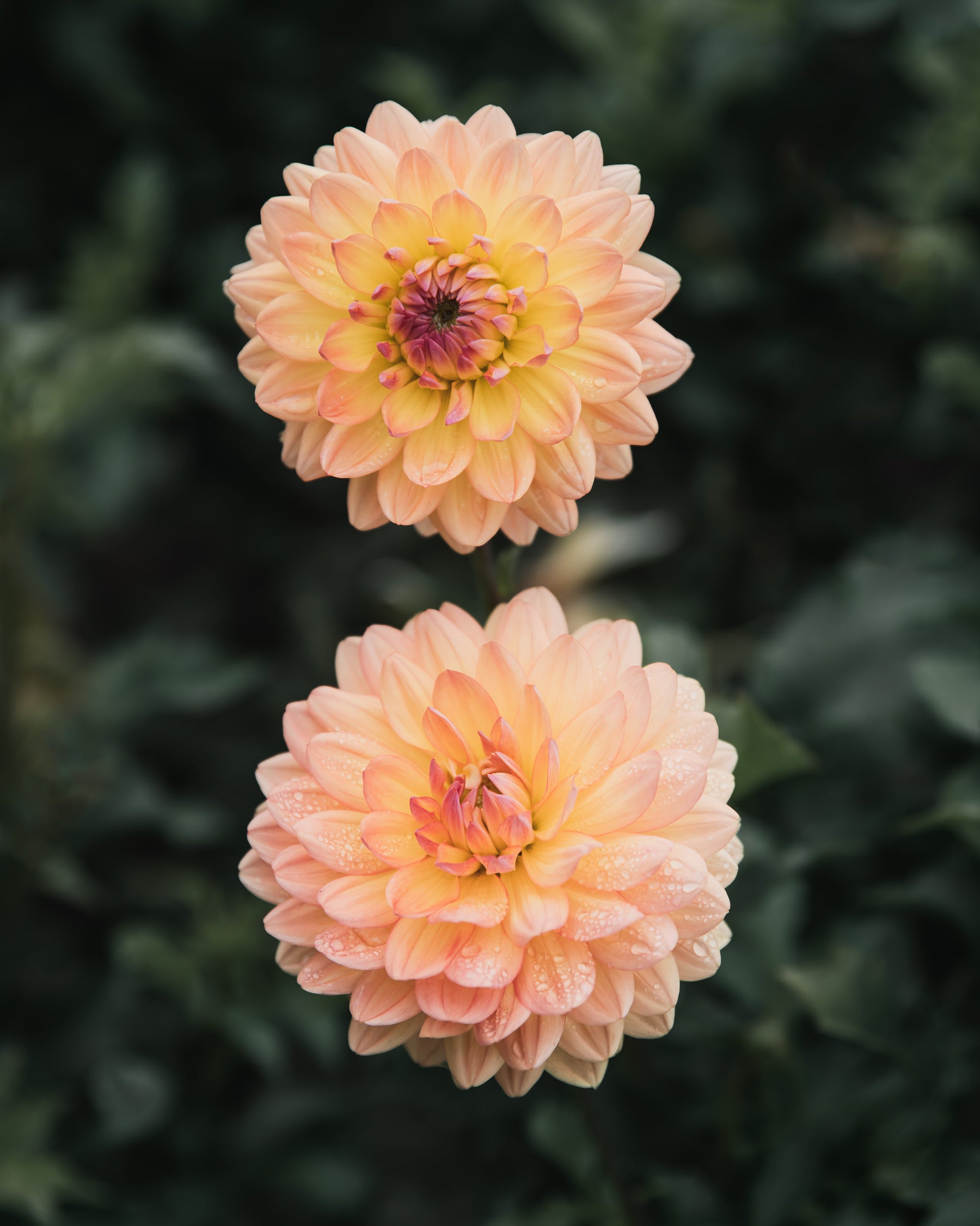 Dahlia Tuber Sale Gabrielle Marie