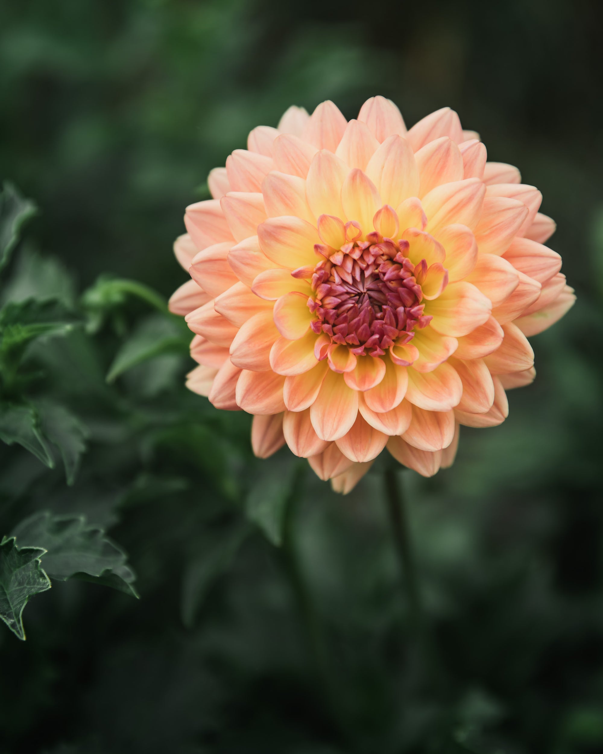 Dahlia Tuber Sale Gabrielle Marie