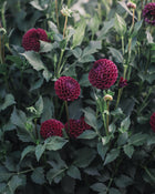 Dahlia Tuber Sale Ivanetti