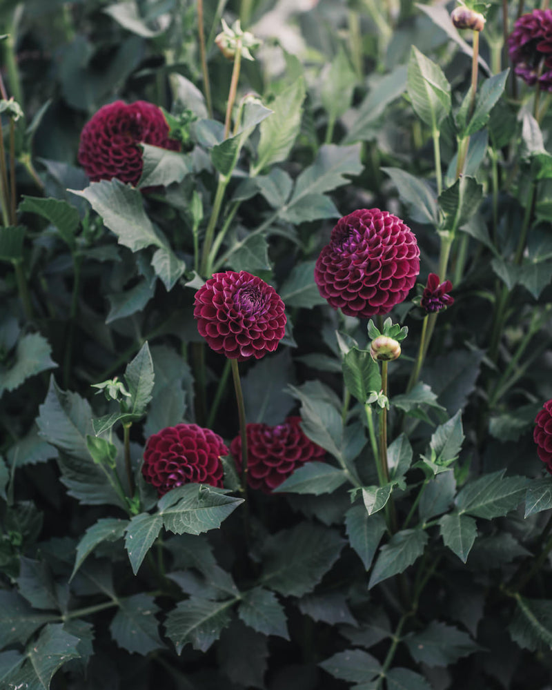 Dahlia Tuber Sale Ivanetti