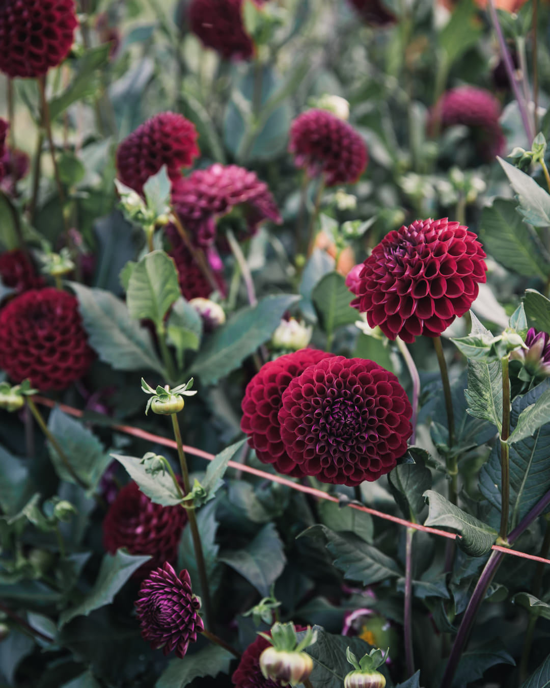 Dahlia Tuber Sale Ivanetti
