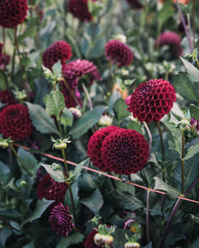 Dahlia Tuber Sale Ivanetti