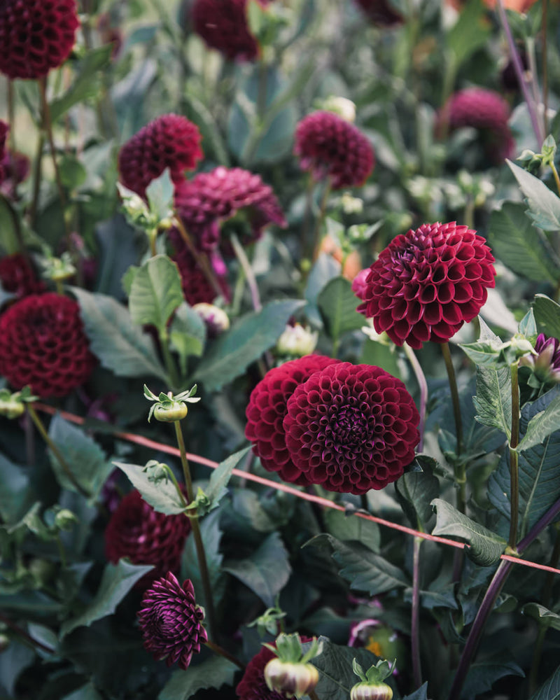 Dahlia Tuber Sale Ivanetti