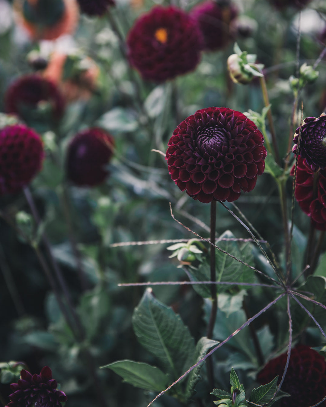 Dahlia Tuber Sale Ivanetti