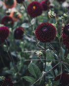 Dahlia Tuber Sale Ivanetti