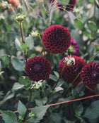 Dahlia Tuber Sale Ivanetti
