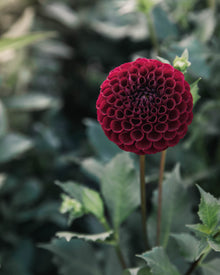 Dahlia Tuber Sale Ivanetti