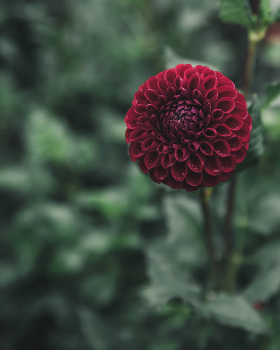 Dahlia Tuber Sale Ivanetti