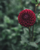 Dahlia Tuber Sale Ivanetti