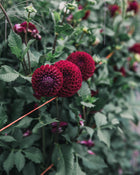 Dahlia Tuber Sale Ivanetti