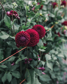 Dahlia Tuber Sale Ivanetti