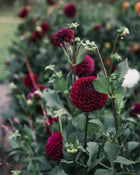 Dahlia Tuber Sale Ivanetti