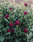 Dahlia Tuber Sale Ivanetti