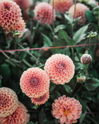 Dahlia Jomanda