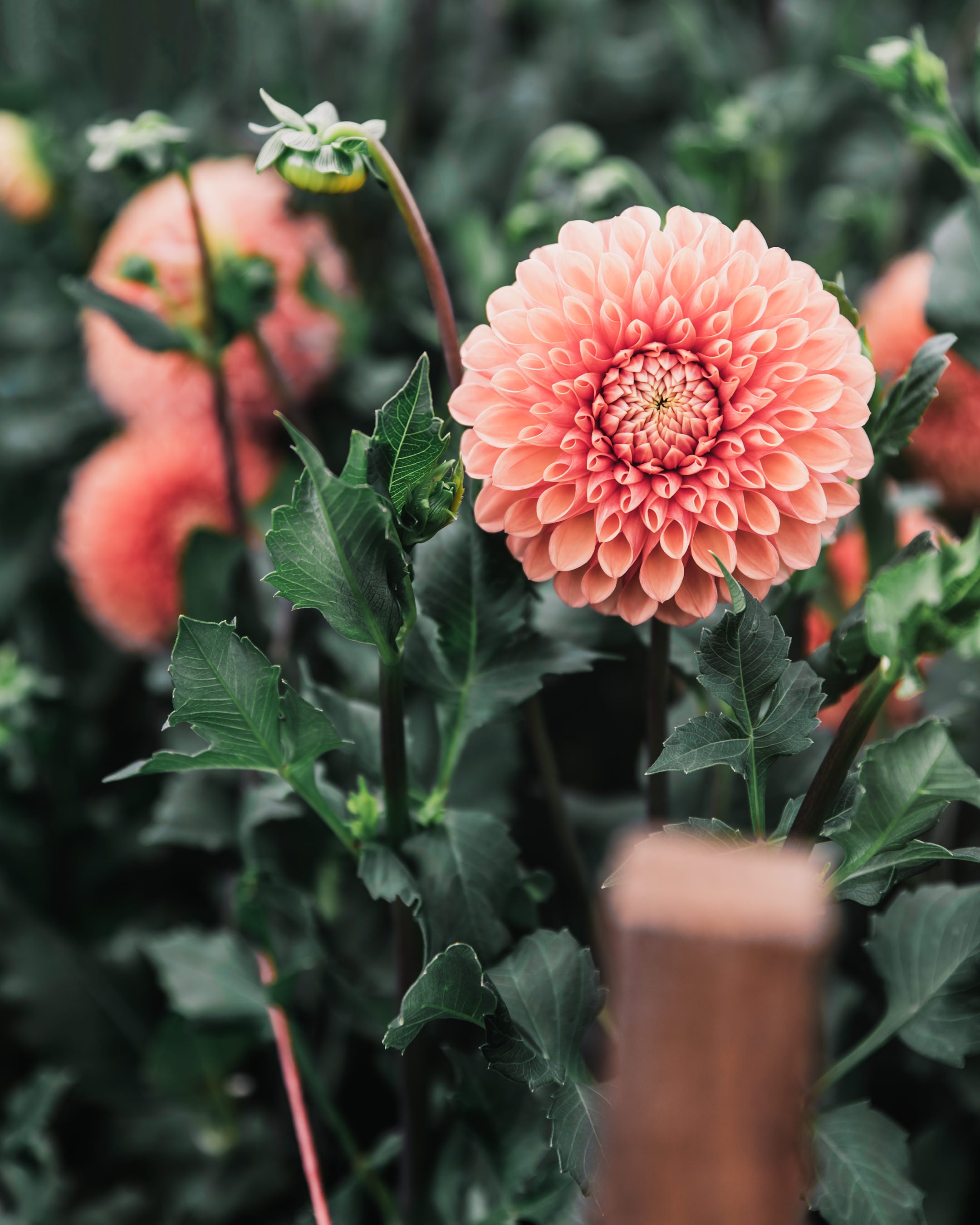 Dahlia Tuber Sale Jowey Linda