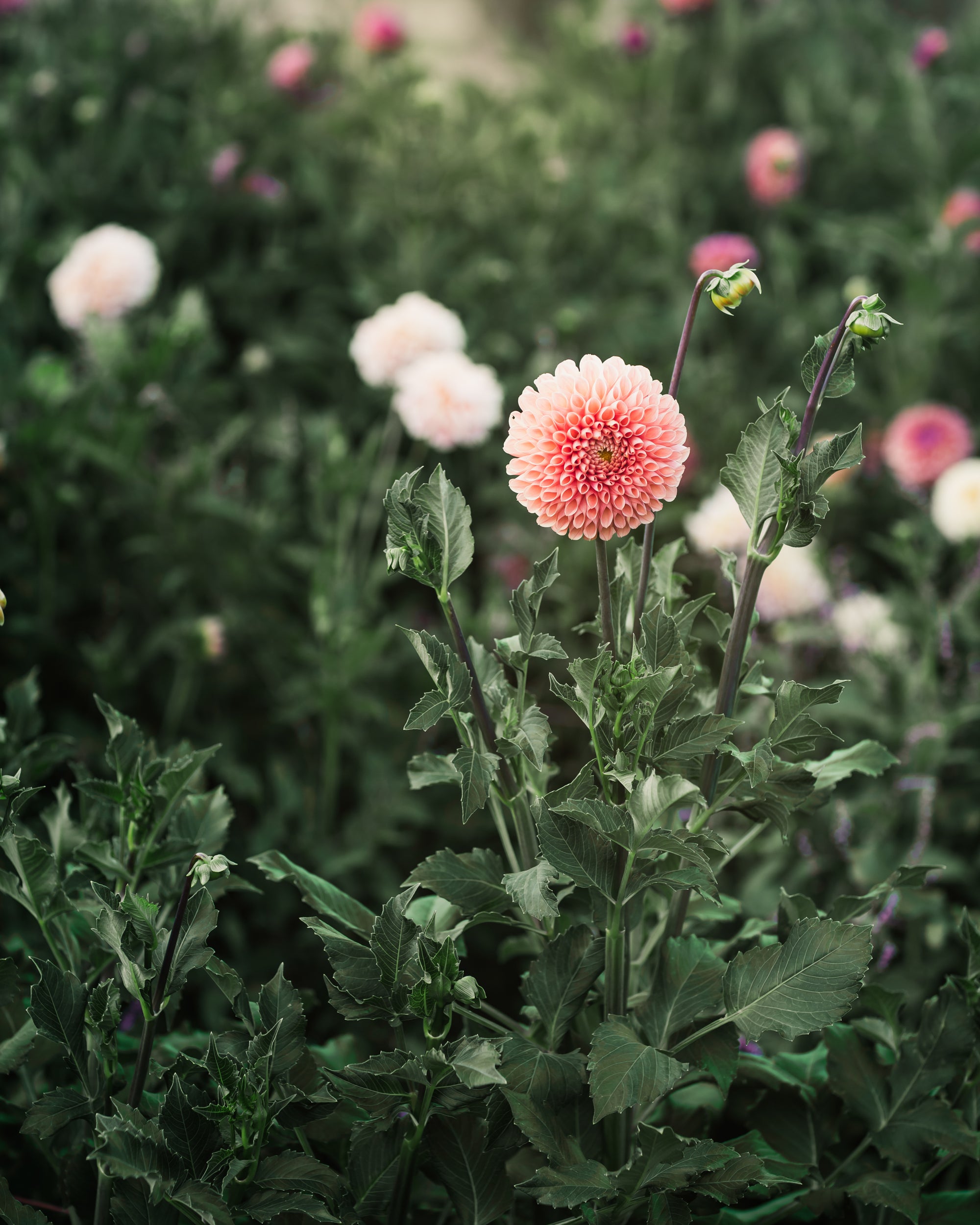 Dahlia Tuber Sale Jowey Linda