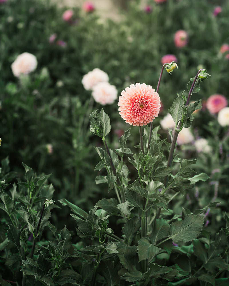 Dahlia Tuber Sale Jowey Linda