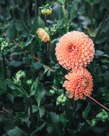 Dahlia Tuber Sale Jowey Linda