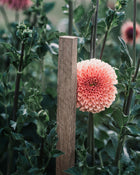 Dahlia Tuber Sale Jowey Linda
