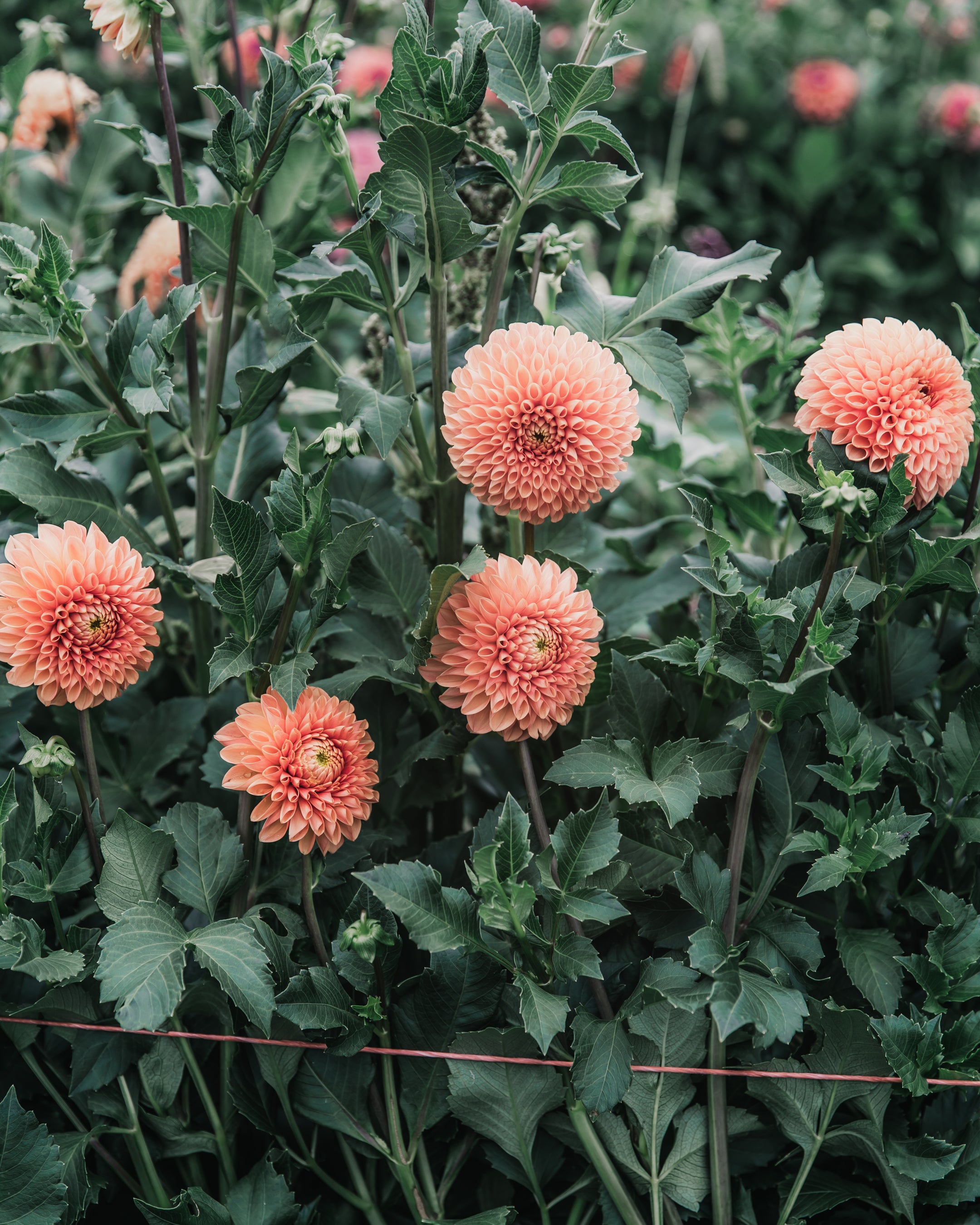 Dahlia Tuber Sale Jowey Linda