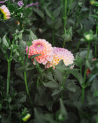 Dahlia Tuber Sale Jowey Paula